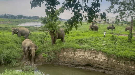 Chitwan Jungle Safari Tour – 3 Days – An Unforgettable Adventure into Nepal’s Wilderness