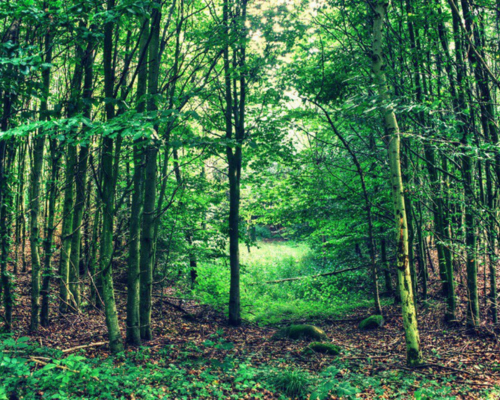 van vibhag bharti apply online